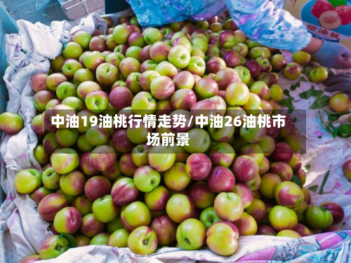 中油19油桃行情走势/中油26油桃市场前景-第1张图片
