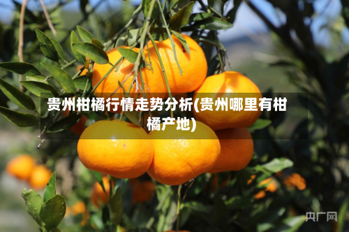 贵州柑橘行情走势分析(贵州哪里有柑橘产地)-第2张图片