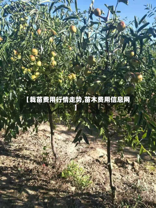 【栽苗费用行情走势,苗木费用信息网】-第2张图片