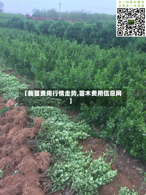 【栽苗费用行情走势,苗木费用信息网】-第1张图片