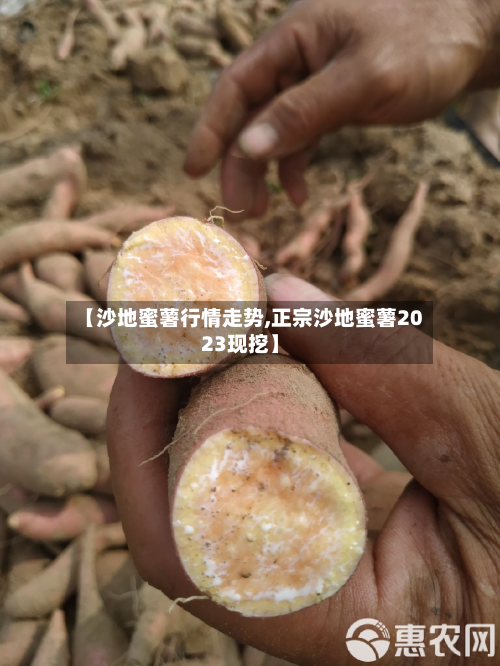 【沙地蜜薯行情走势,正宗沙地蜜薯2023现挖】-第1张图片