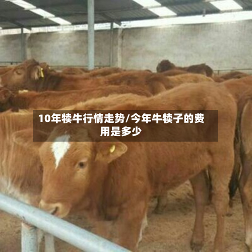 10年犊牛行情走势/今年牛犊子的费用是多少-第3张图片