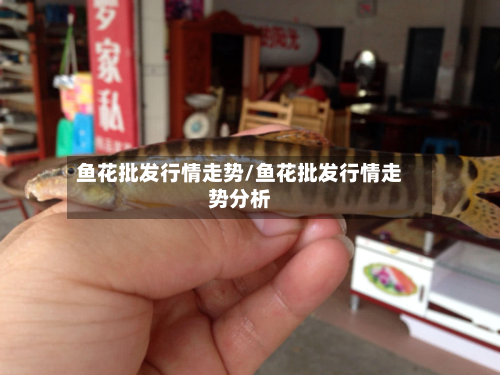 鱼花批发行情走势/鱼花批发行情走势分析-第2张图片