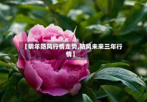【明年防风行情走势,防风未来三年行情】-第3张图片