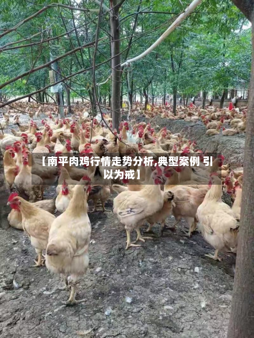 【南平肉鸡行情走势分析,典型案例 引以为戒】-第3张图片