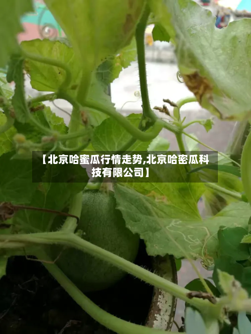 【北京哈蜜瓜行情走势,北京哈密瓜科技有限公司】-第1张图片