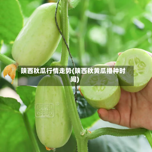 陕西秋瓜行情走势(陕西秋黄瓜播种时间)-第1张图片