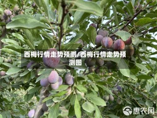 西梅行情走势预测/西梅行情走势预测图-第1张图片