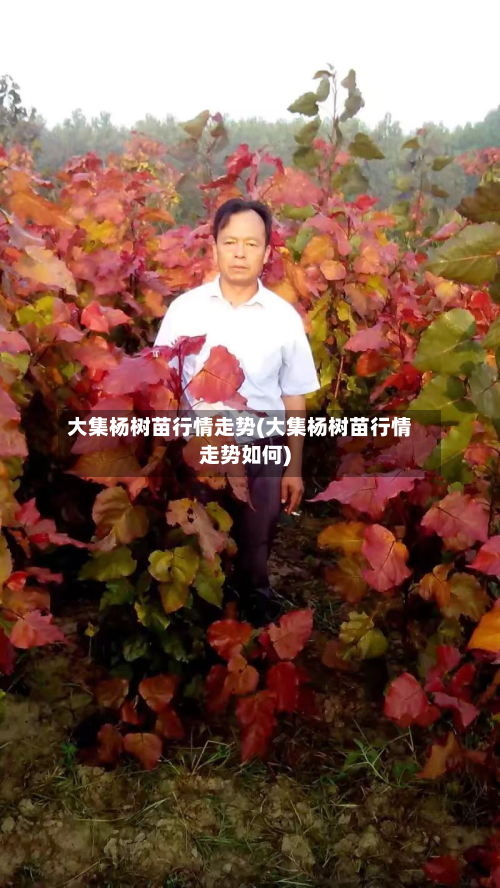 大集杨树苗行情走势(大集杨树苗行情走势如何)-第2张图片