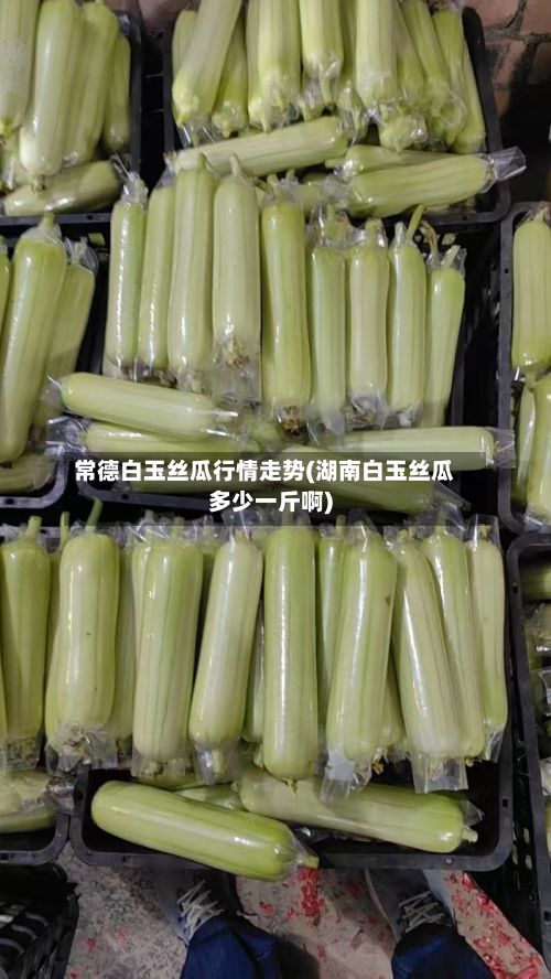 常德白玉丝瓜行情走势(湖南白玉丝瓜多少一斤啊)-第1张图片