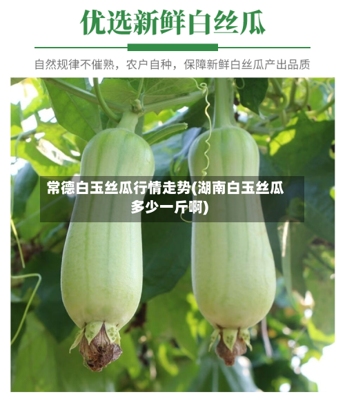常德白玉丝瓜行情走势(湖南白玉丝瓜多少一斤啊)-第3张图片