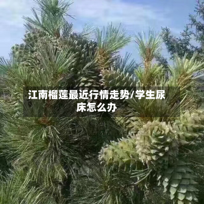 江南榴莲最近行情走势/学生尿床怎么办-第3张图片