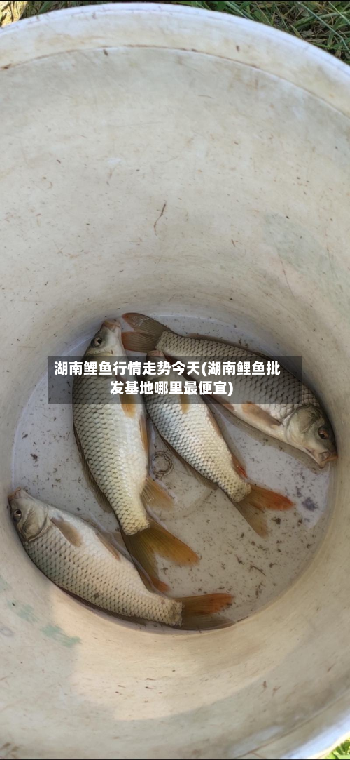 湖南鲤鱼行情走势今天(湖南鲤鱼批发基地哪里最便宜)-第1张图片