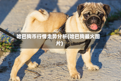 哈巴狗币行情走势分析(哈巴狗最火图片)-第1张图片