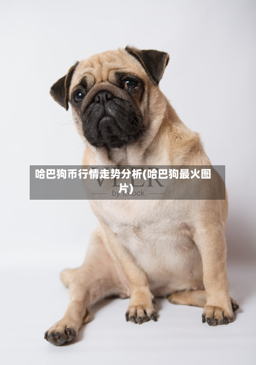 哈巴狗币行情走势分析(哈巴狗最火图片)-第2张图片