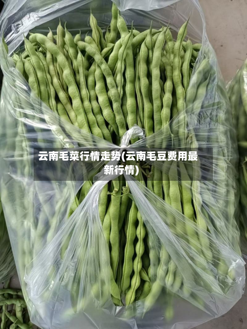 云南毛菜行情走势(云南毛豆费用最新行情)-第1张图片