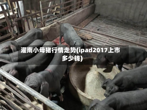 灌南小母猪行情走势(ipad2017上市多少钱)-第2张图片