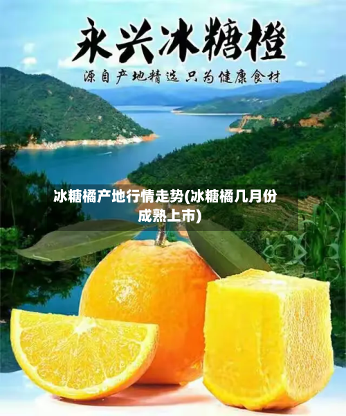 冰糖橘产地行情走势(冰糖橘几月份成熟上市)-第1张图片