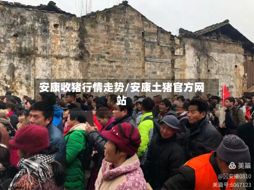 安康收猪行情走势/安康土猪官方网站-第2张图片