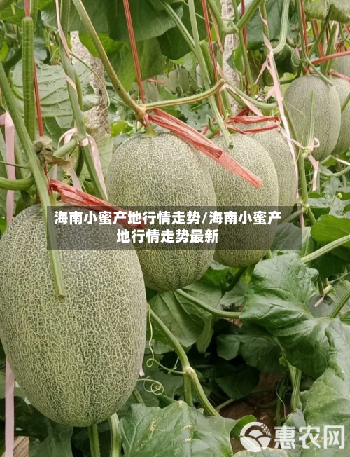 海南小蜜产地行情走势/海南小蜜产地行情走势最新-第3张图片