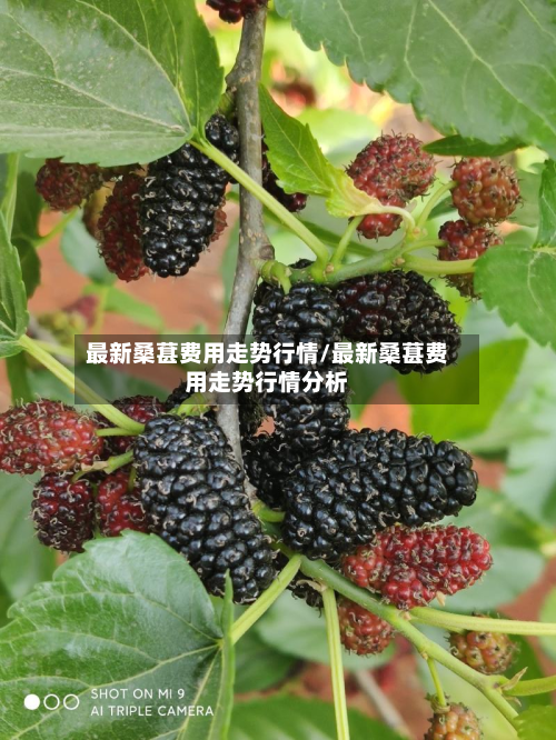最新桑葚费用走势行情/最新桑葚费用走势行情分析-第1张图片