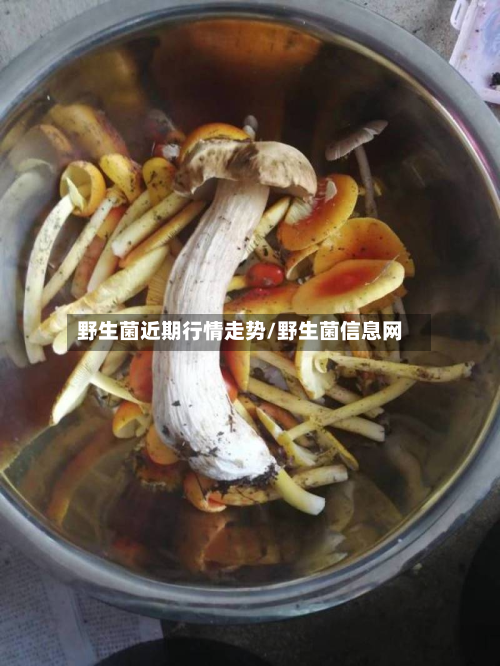 野生菌近期行情走势/野生菌信息网-第2张图片