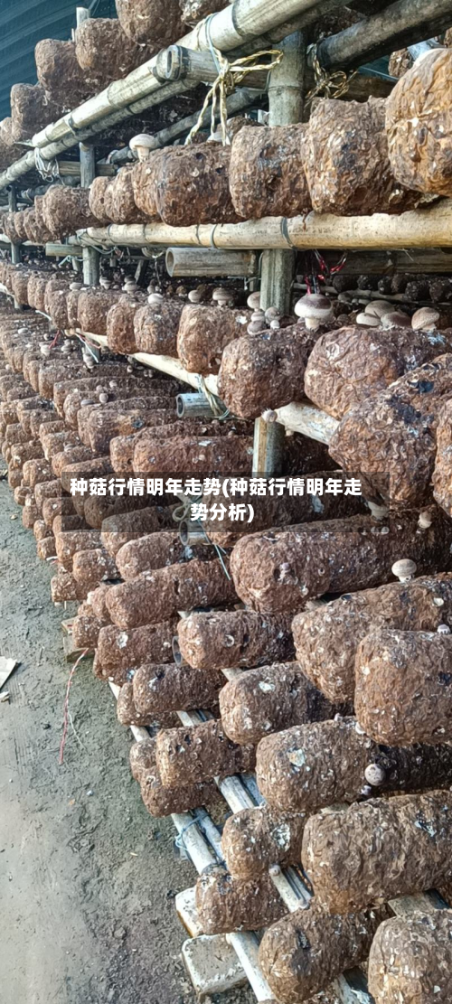 种菇行情明年走势(种菇行情明年走势分析)-第2张图片
