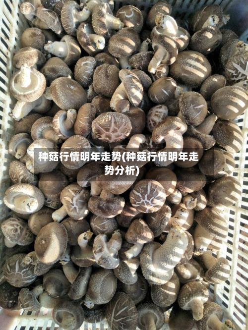 种菇行情明年走势(种菇行情明年走势分析)-第1张图片