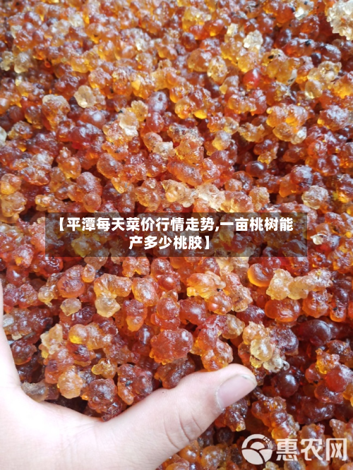 【平潭每天菜价行情走势,一亩桃树能产多少桃胶】-第3张图片