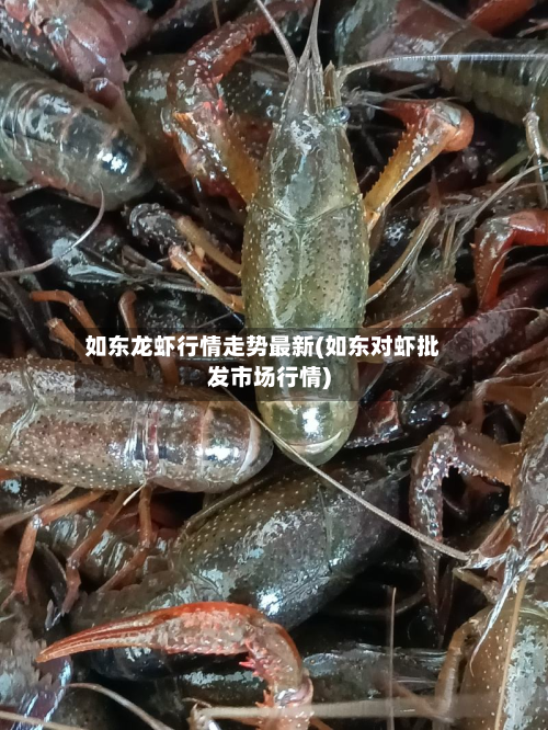 如东龙虾行情走势最新(如东对虾批发市场行情)-第1张图片