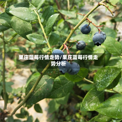 果庄蓝莓行情走势/果庄蓝莓行情走势分析-第1张图片