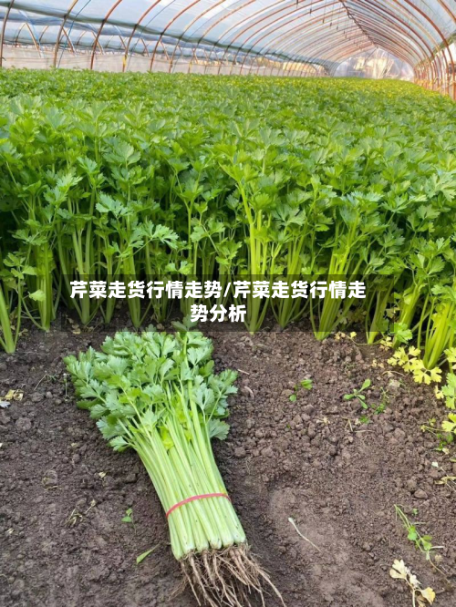 芹菜走货行情走势/芹菜走货行情走势分析-第2张图片