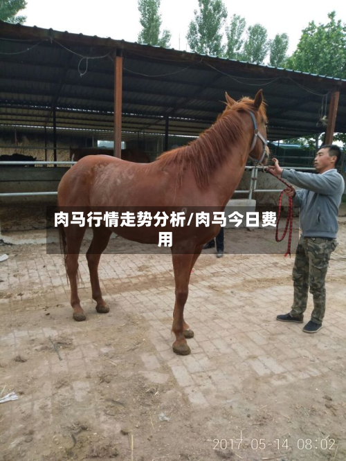 肉马行情走势分析/肉马今日费用-第1张图片