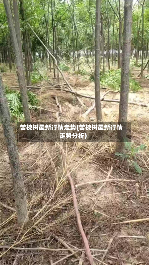 苦楝树最新行情走势(苦楝树最新行情走势分析)-第1张图片
