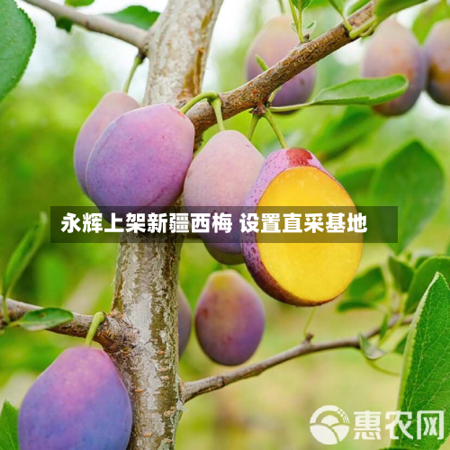 永辉上架新疆西梅 设置直采基地-第2张图片