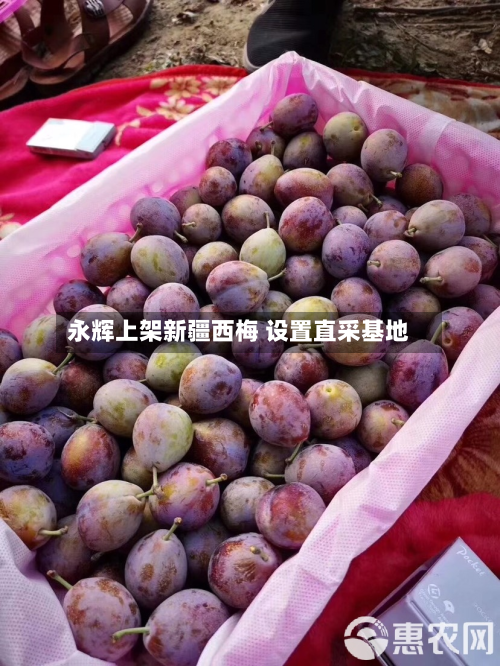 永辉上架新疆西梅 设置直采基地-第1张图片