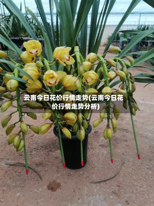 云南今日花价行情走势(云南今日花价行情走势分析)-第3张图片