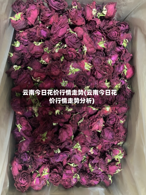 云南今日花价行情走势(云南今日花价行情走势分析)-第2张图片