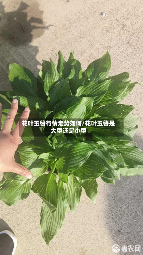 花叶玉簪行情走势如何/花叶玉簪是大型还是小型-第1张图片