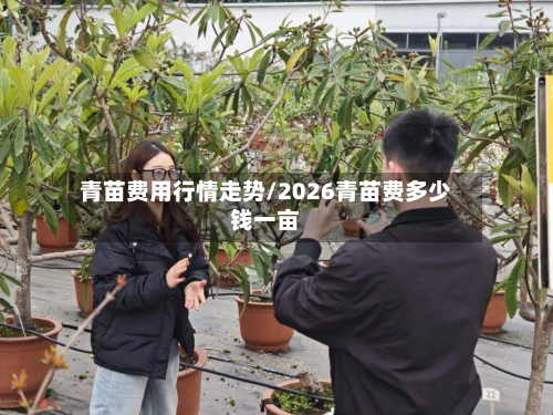 青苗费用行情走势/2026青苗费多少钱一亩-第3张图片