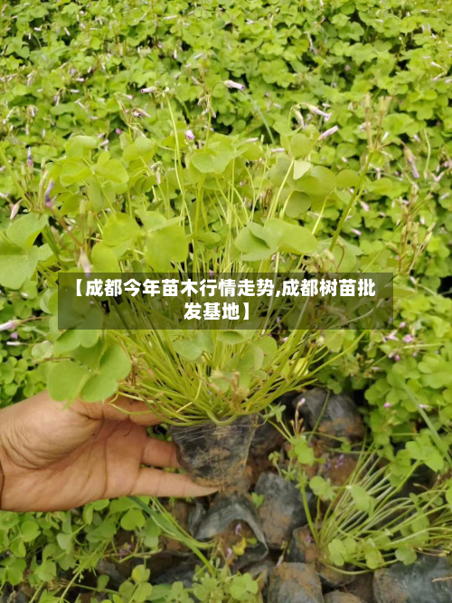 【成都今年苗木行情走势,成都树苗批发基地】-第2张图片