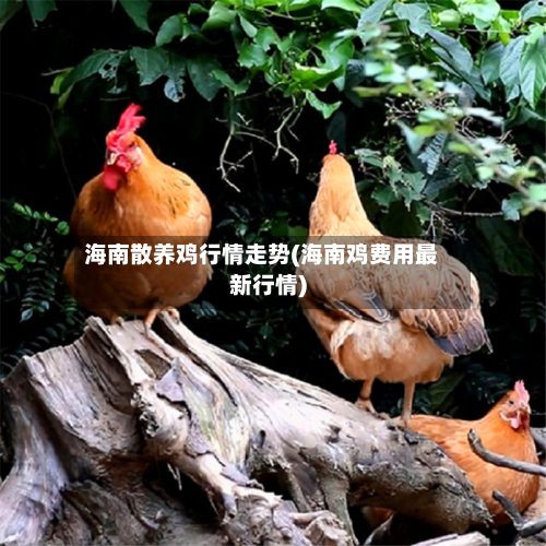 海南散养鸡行情走势(海南鸡费用最新行情)-第1张图片