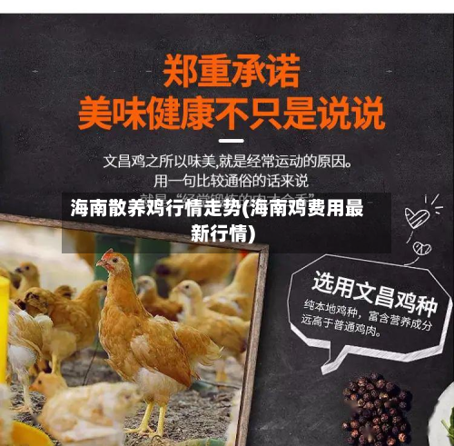 海南散养鸡行情走势(海南鸡费用最新行情)-第3张图片