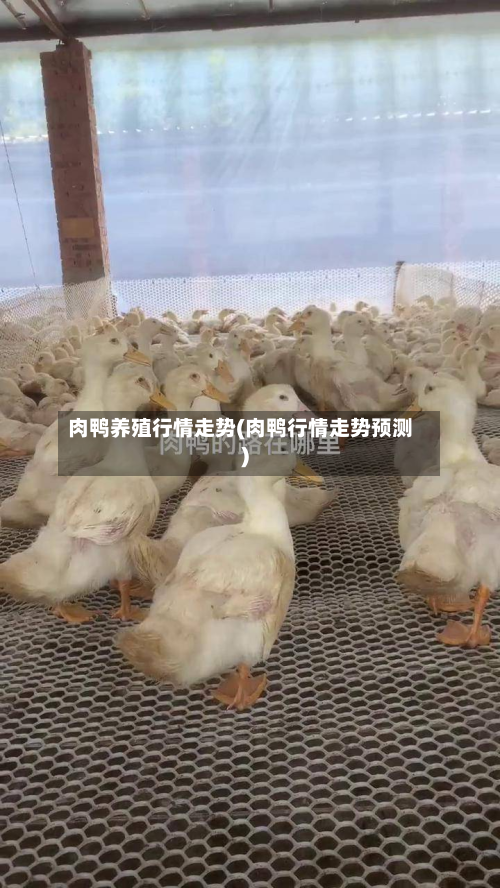 肉鸭养殖行情走势(肉鸭行情走势预测)-第1张图片