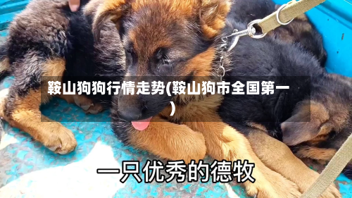 鞍山狗狗行情走势(鞍山狗市全国第一)-第1张图片