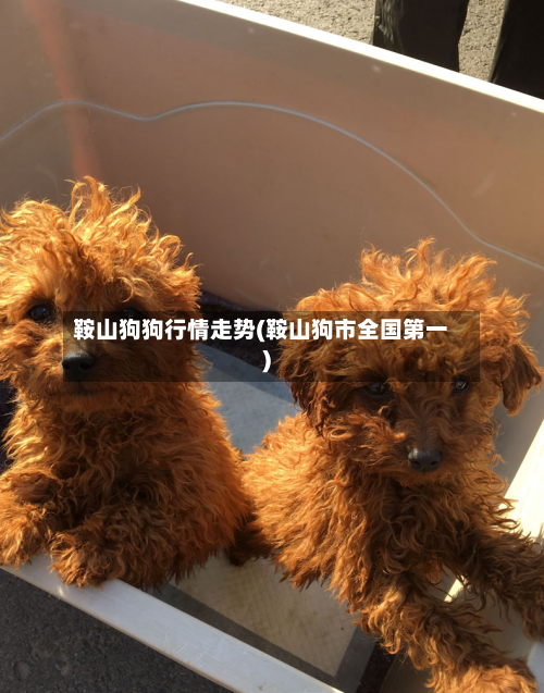 鞍山狗狗行情走势(鞍山狗市全国第一)-第2张图片
