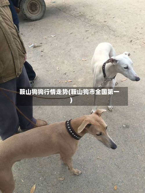 鞍山狗狗行情走势(鞍山狗市全国第一)-第3张图片