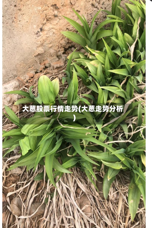 大葱股票行情走势(大葱走势分析)-第1张图片
