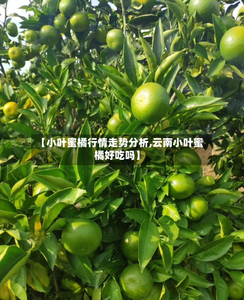 【小叶蜜橘行情走势分析,云南小叶蜜橘好吃吗】-第1张图片