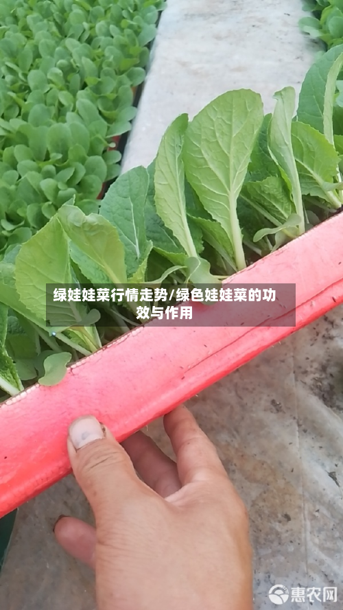 绿娃娃菜行情走势/绿色娃娃菜的功效与作用-第1张图片